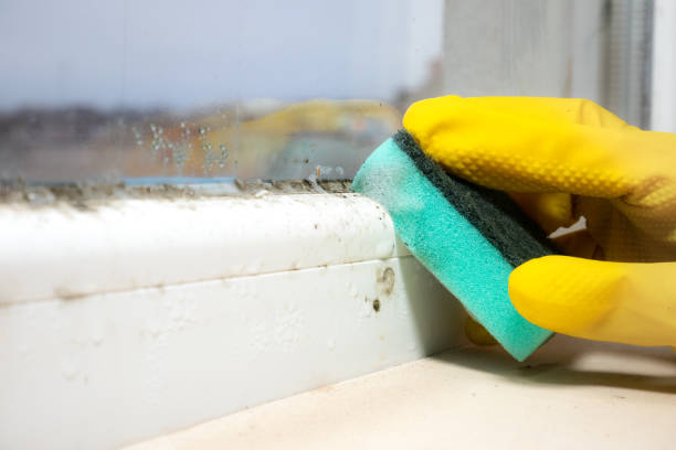Attic Mold Removal in Holt, AL